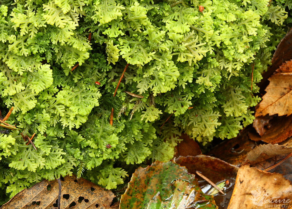 Представитель Семейства Trichocoleaceae